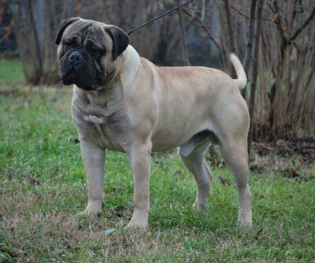 Leon apja: CH Eldorado Iz Dvariskiu